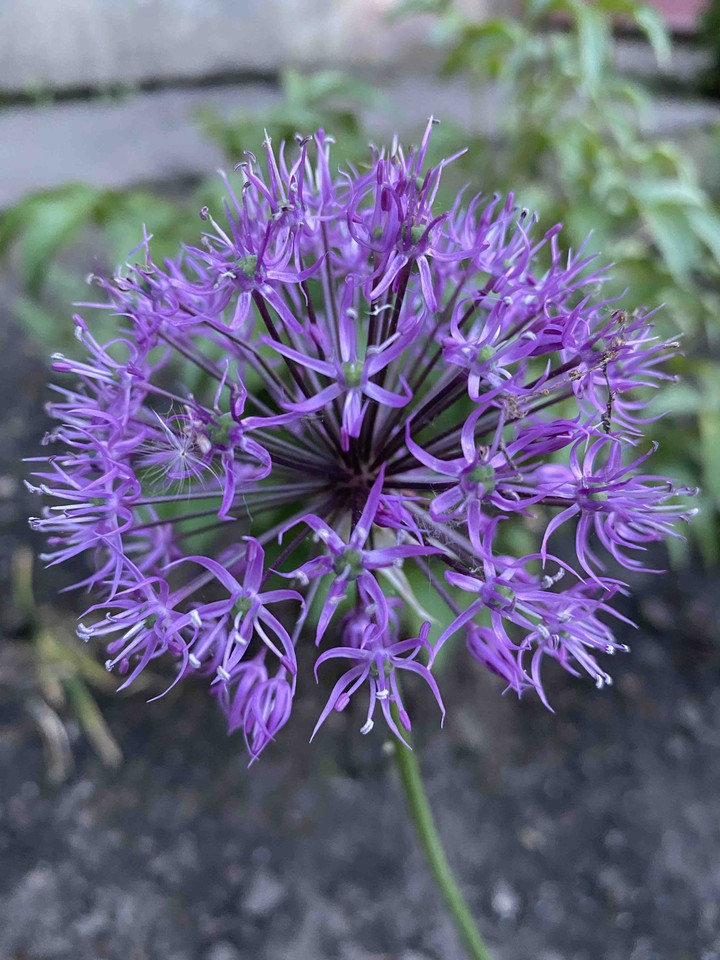 Flower