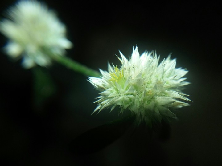 Macro Flower