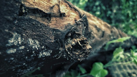 wood
