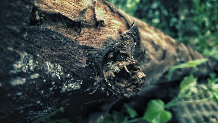 wood