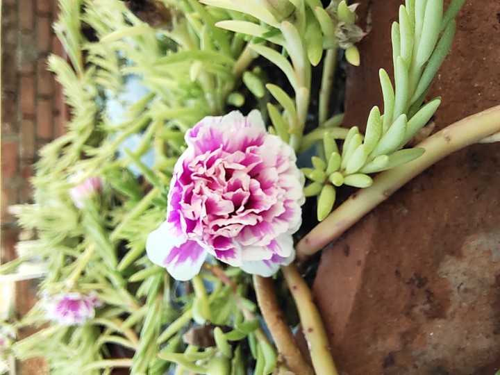 succulent flower