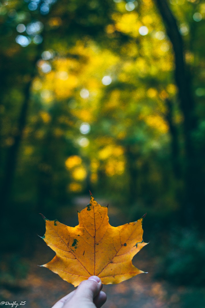 autumn mood