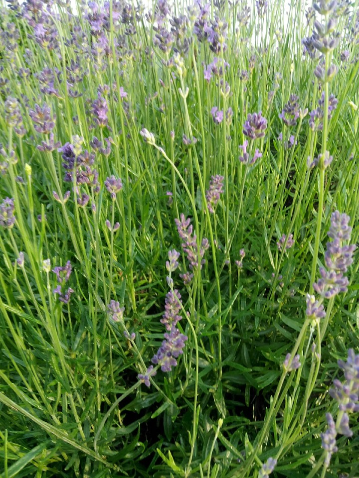 Duftender Lavendel