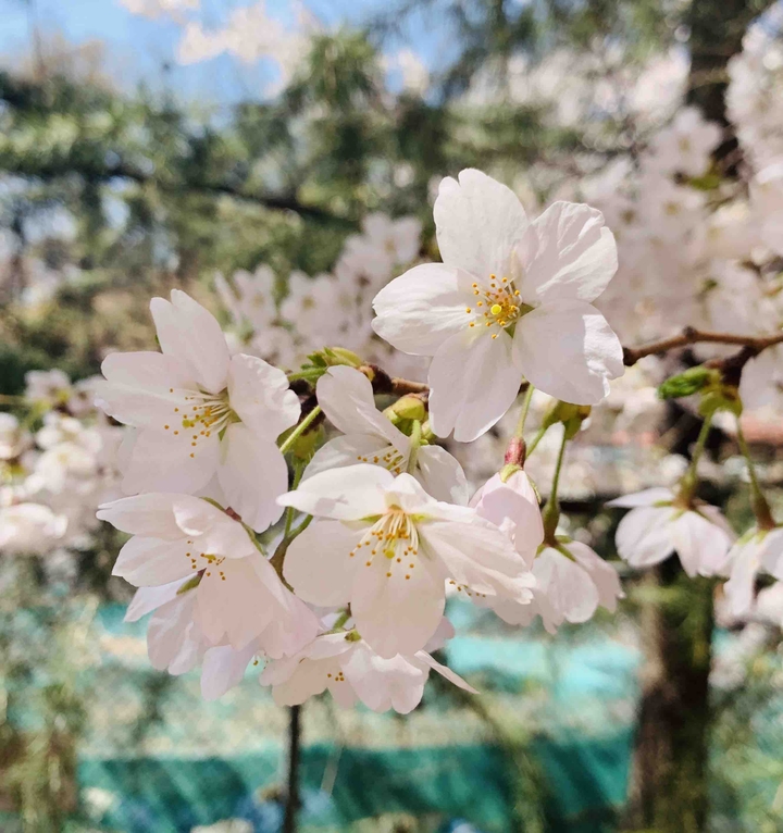 cherry blossom