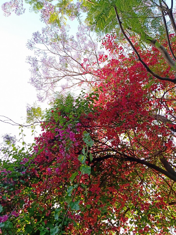 Blossom ?