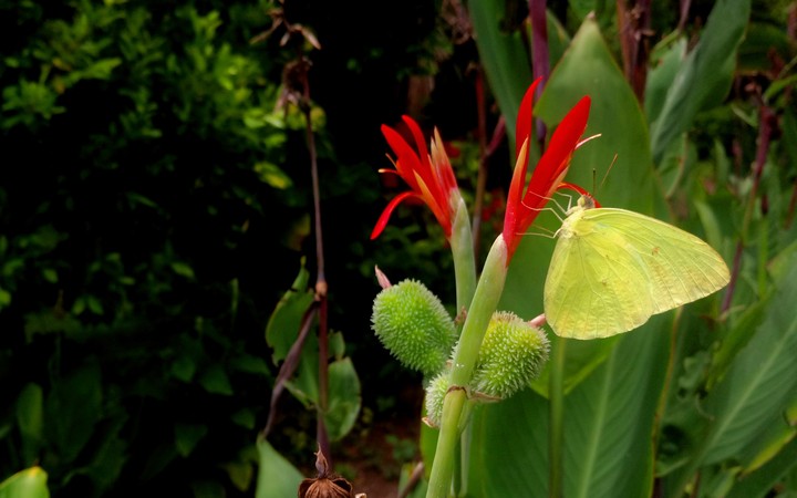 MARIPOSA AMARILLA (SAN LORENZO, GRO).