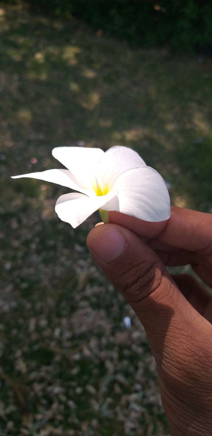 flawer