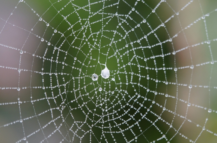 spinnennetz