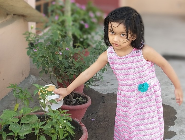 garden steam