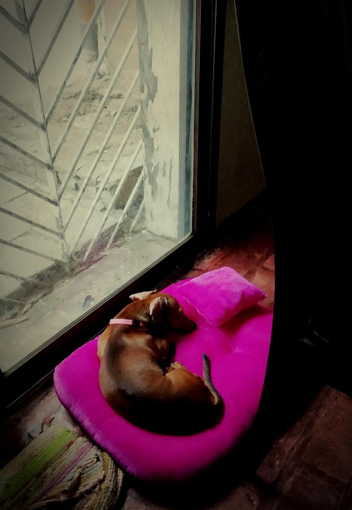 Pink Bed