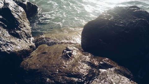 crab on the rock