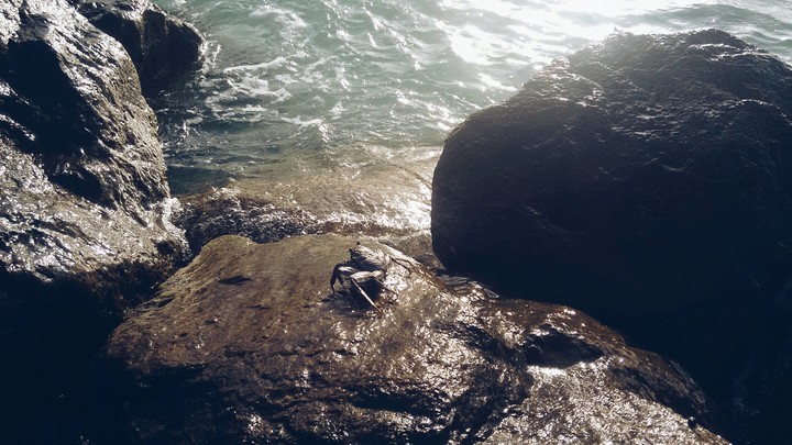 crab on the rock