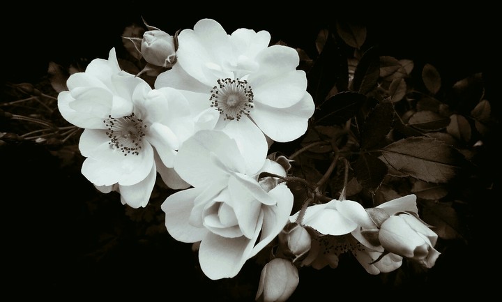 des fleurs