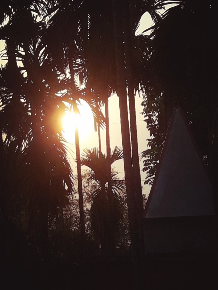 Sunset through betelnut grooves.