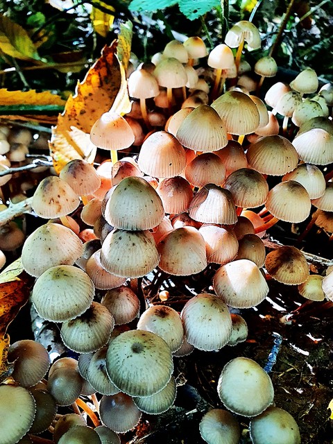 tapety fungus, botany