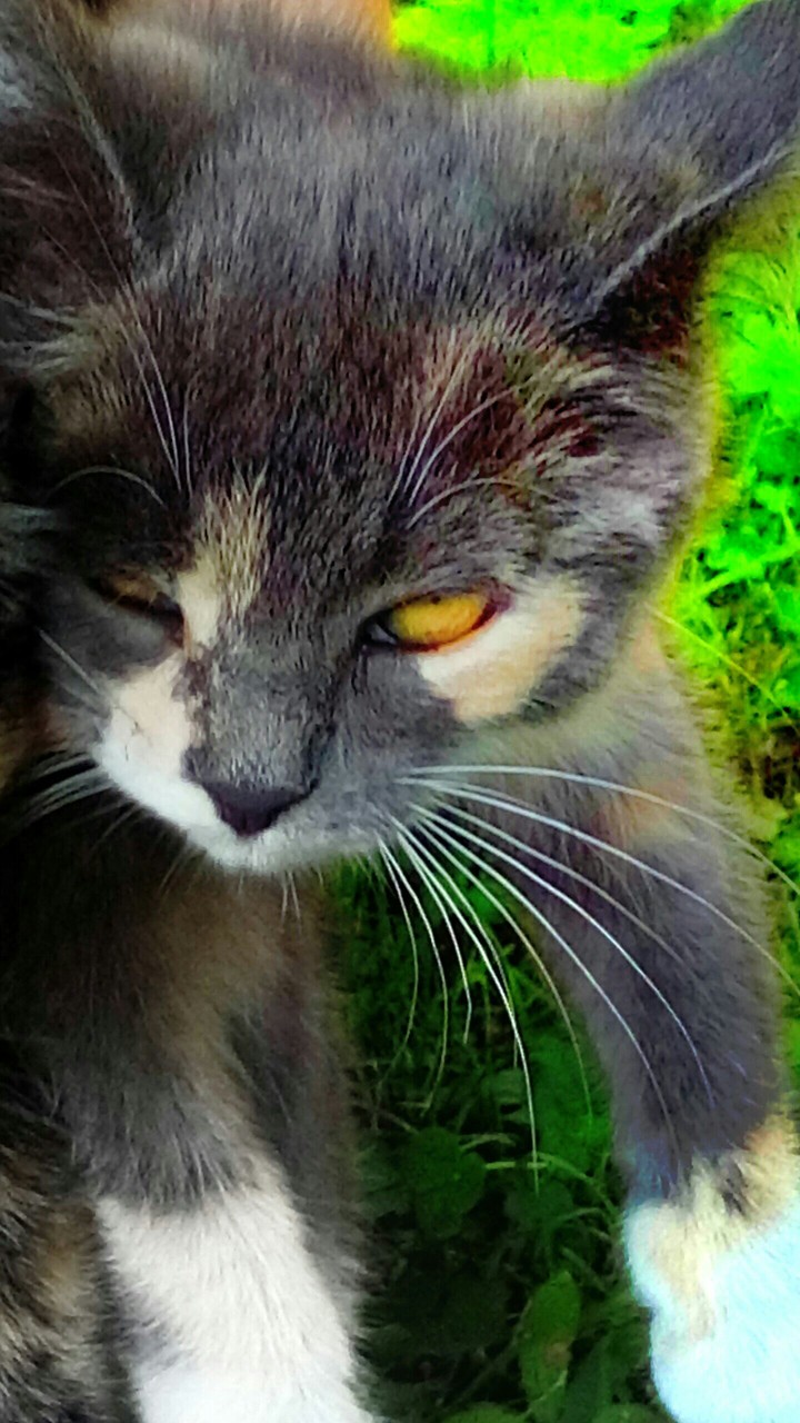 Cat