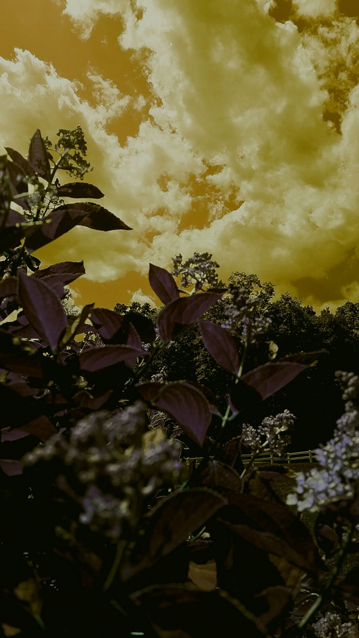 Yellow sky with purple leaves