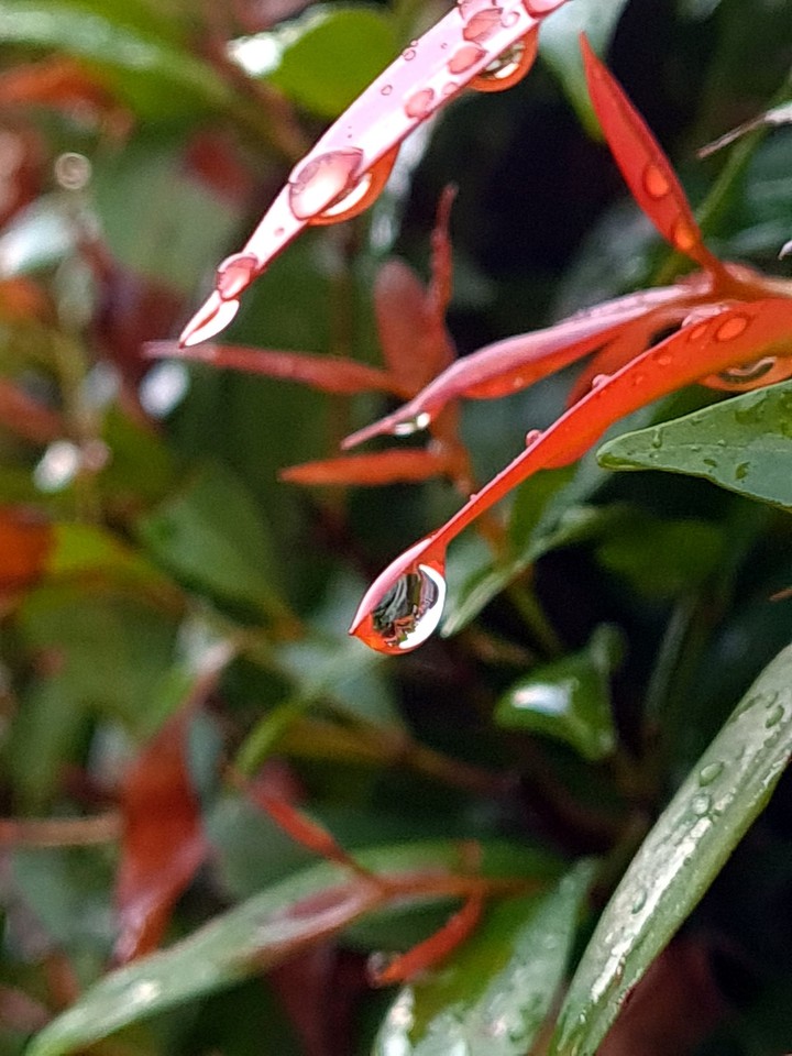 drop