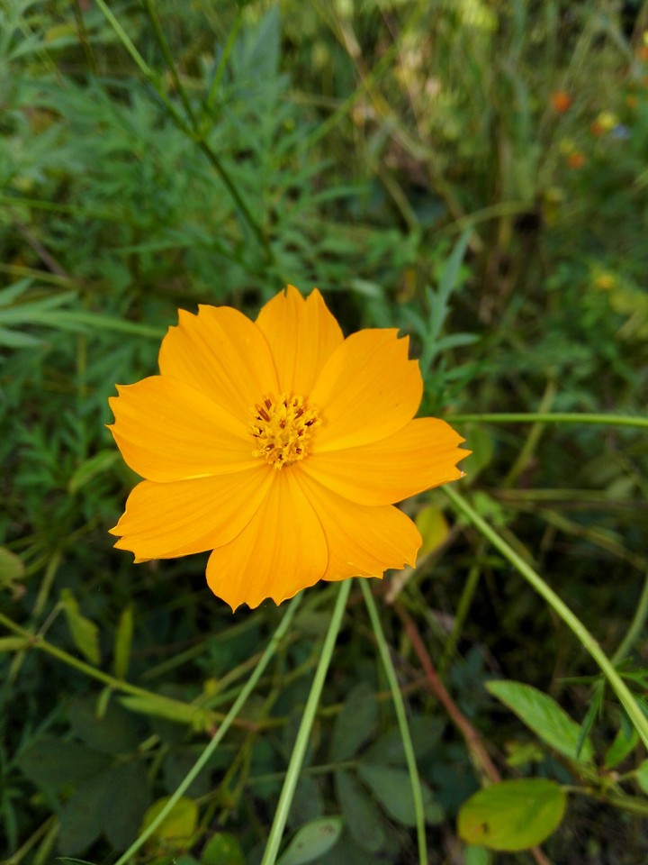 yellow flower