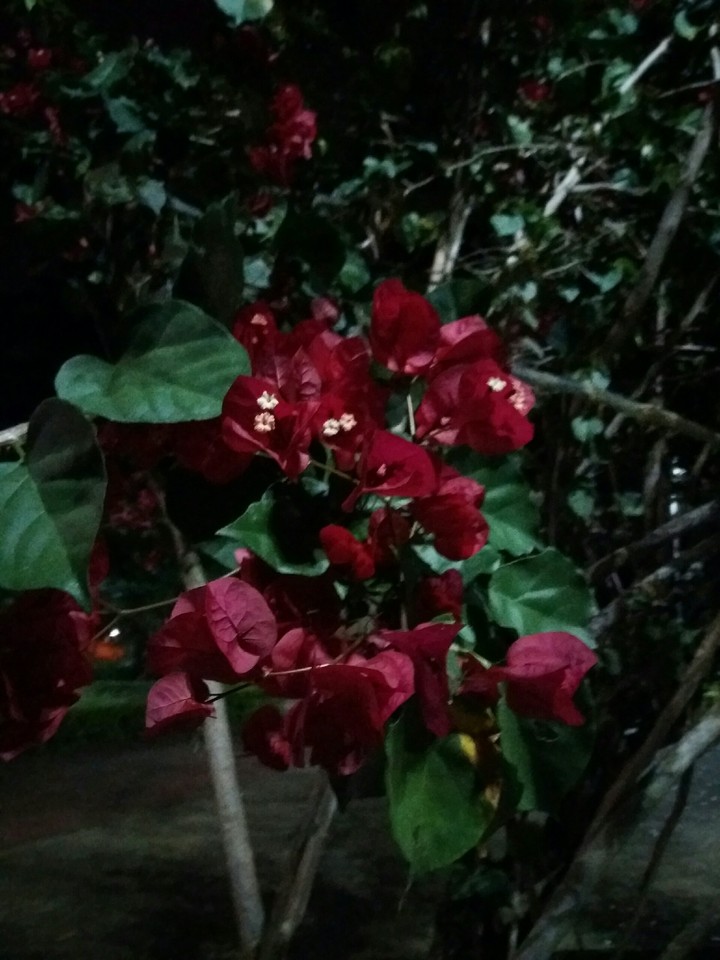 Flores à noite