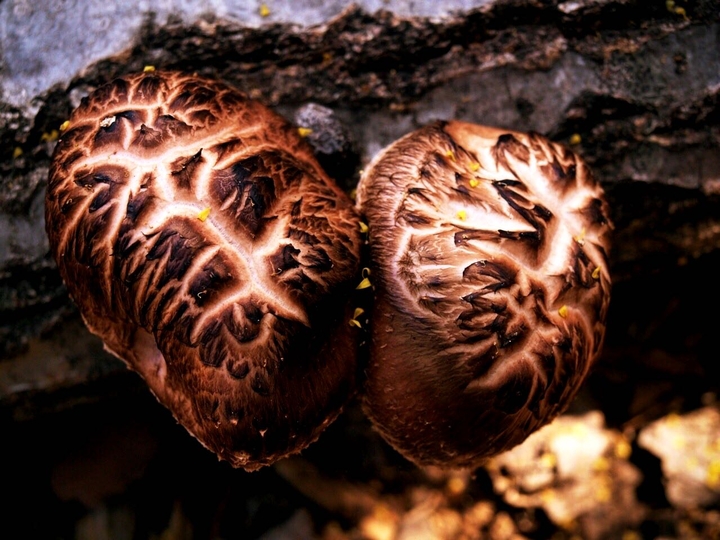 mushroom