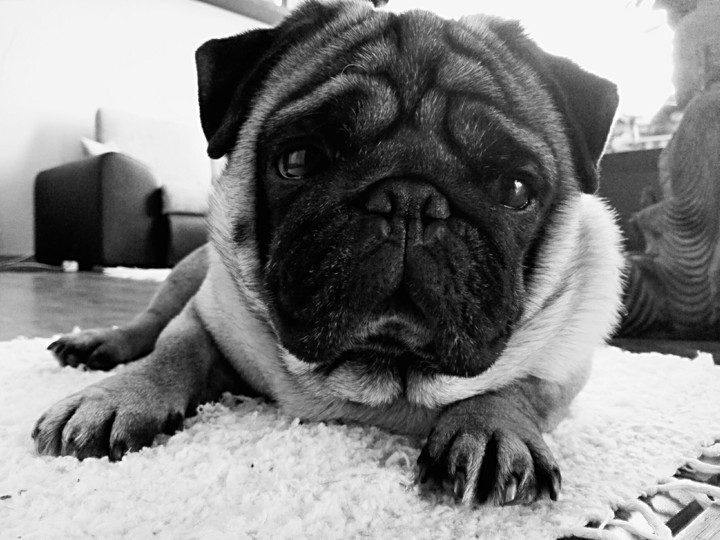 pug