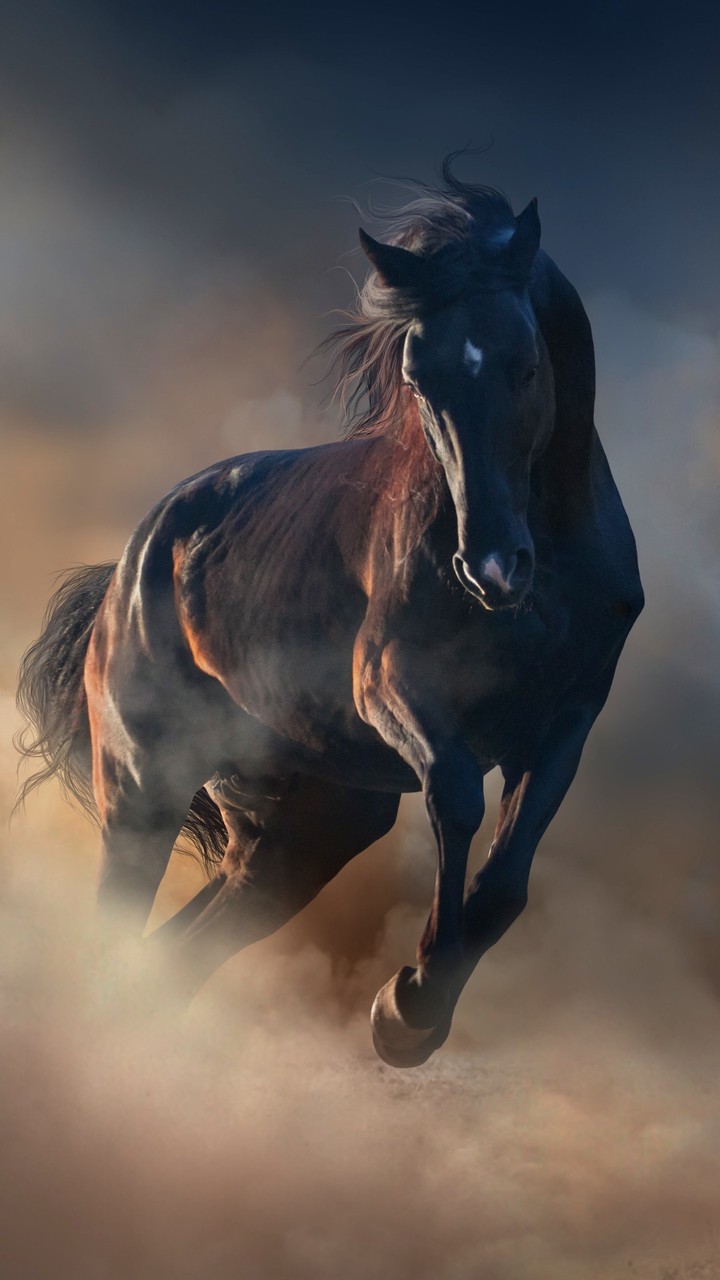 horse ?