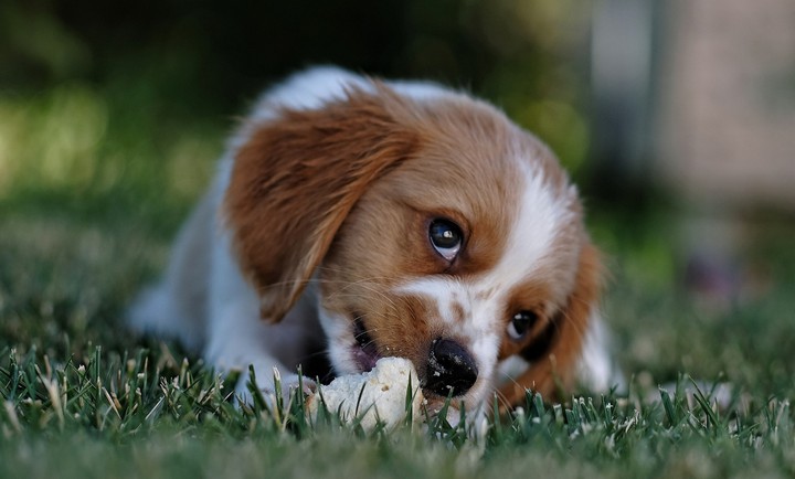 puppy
