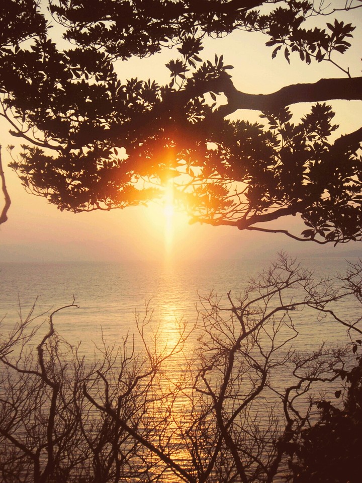 Sunset under Tree