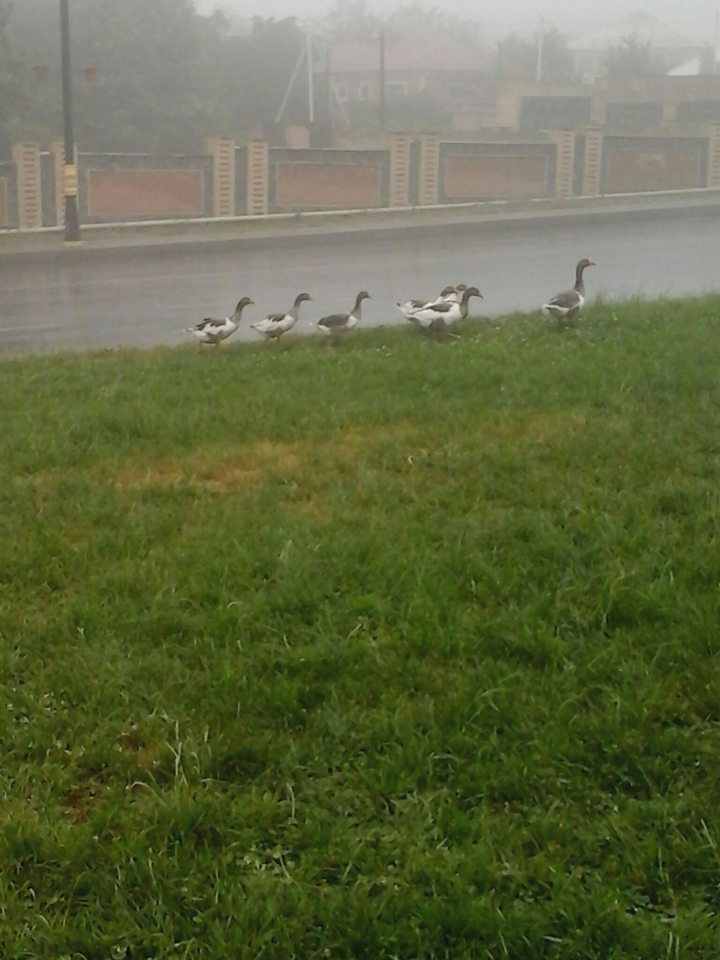 goose