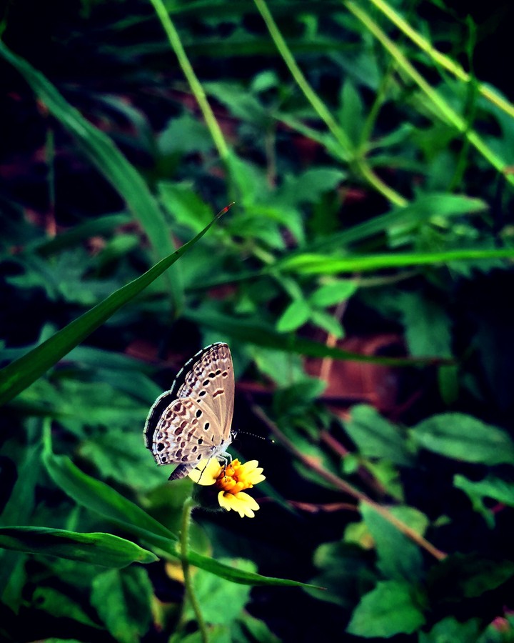 nature