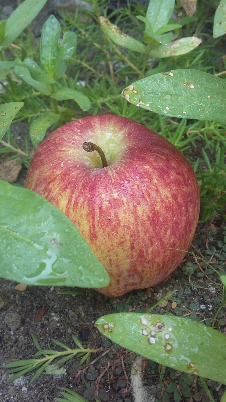 apple?