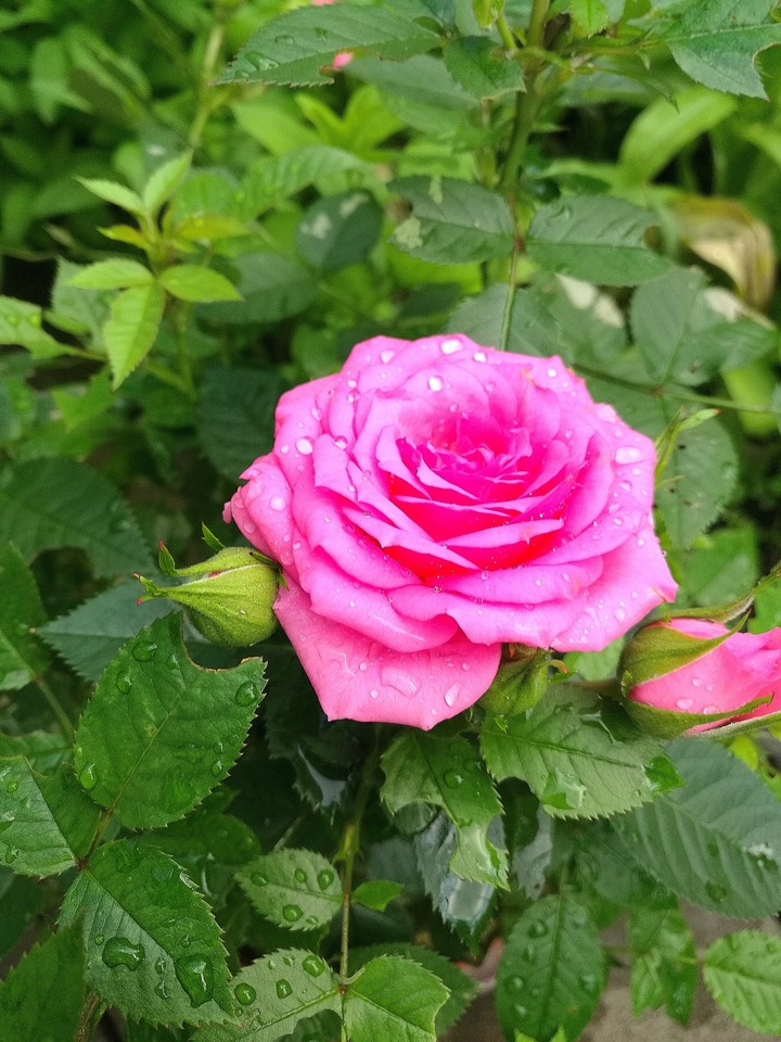 my rose