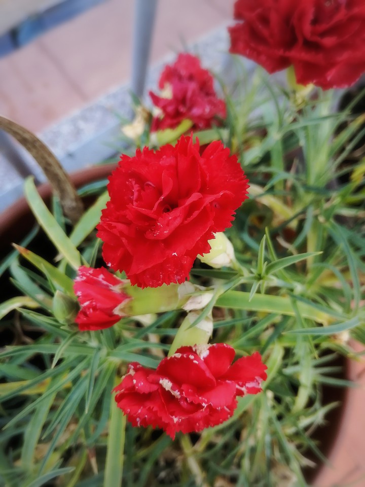 Dianthus caryophyllus / Claveles rojos