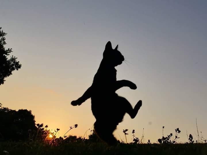 cat