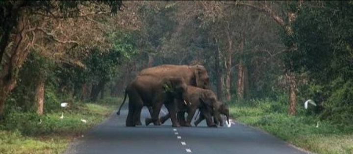 elephants Cross road