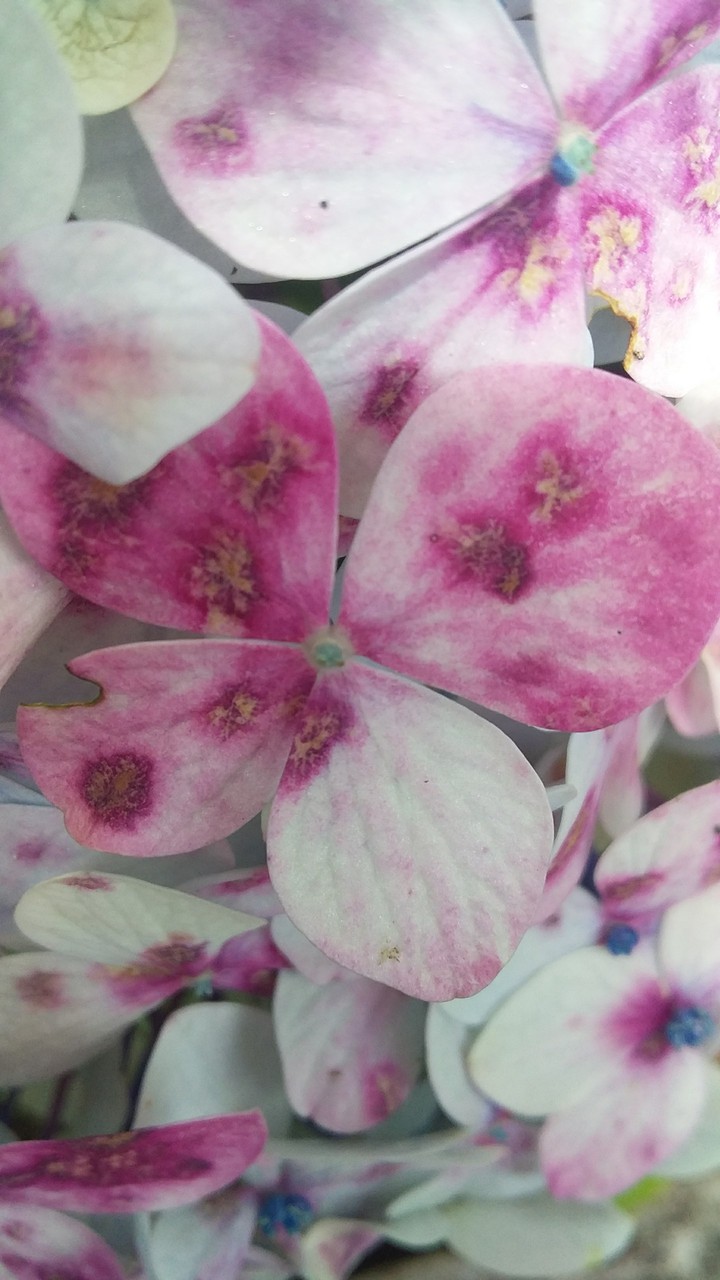 Flor