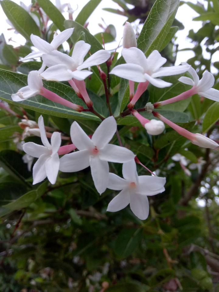 flower