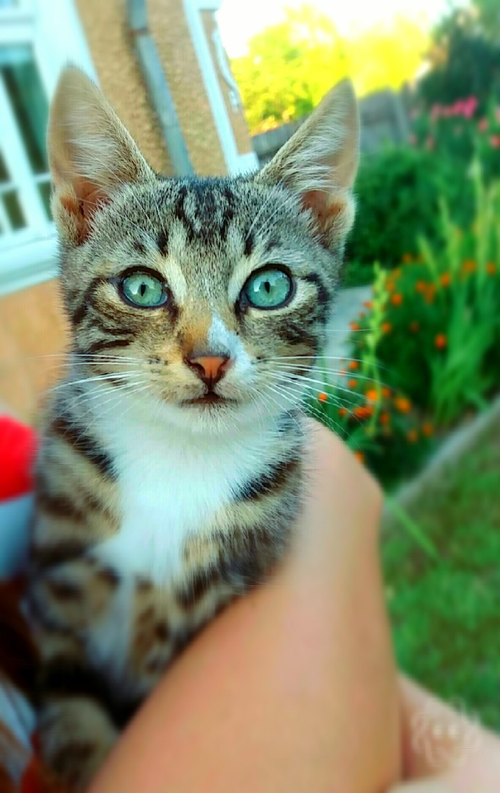 Beautiful Kitten ❤