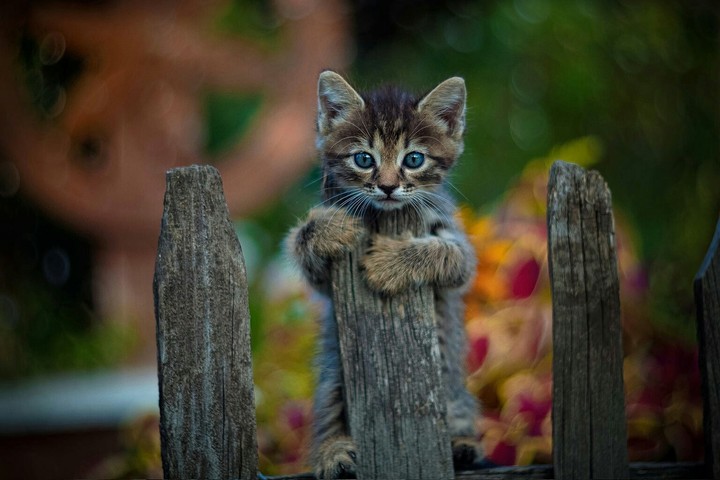 HOW  IS IT ?? | CAT