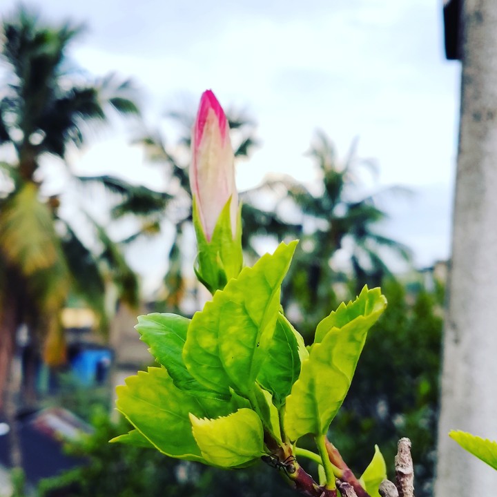 Flower