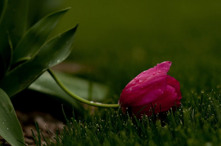 tulip