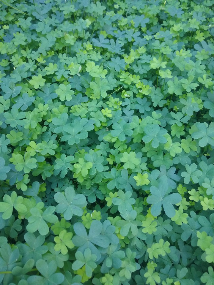 clovers