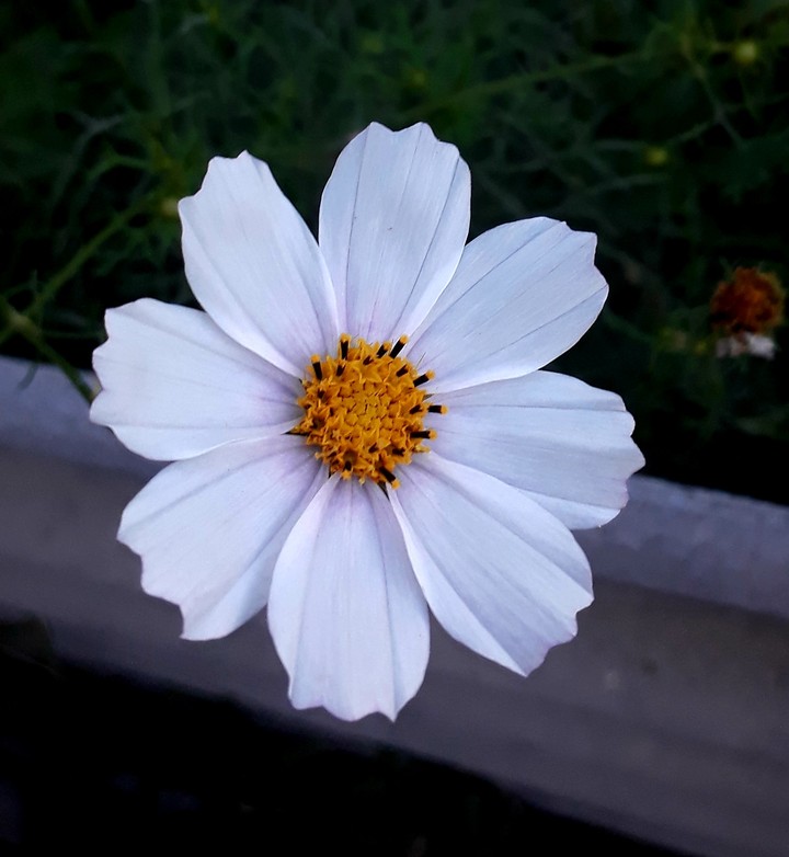 ♡