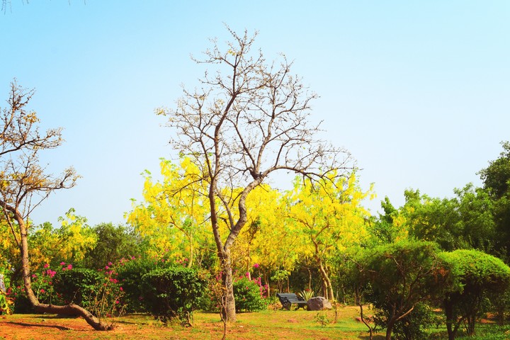 nature