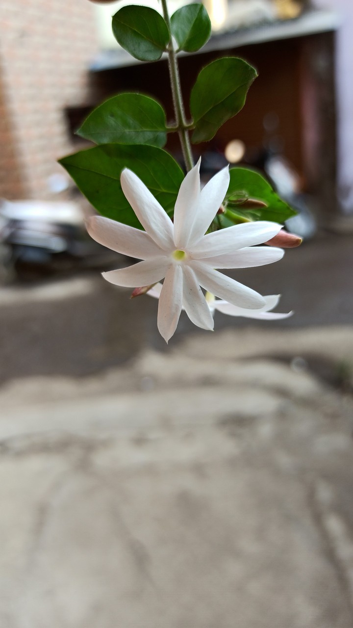 Flower