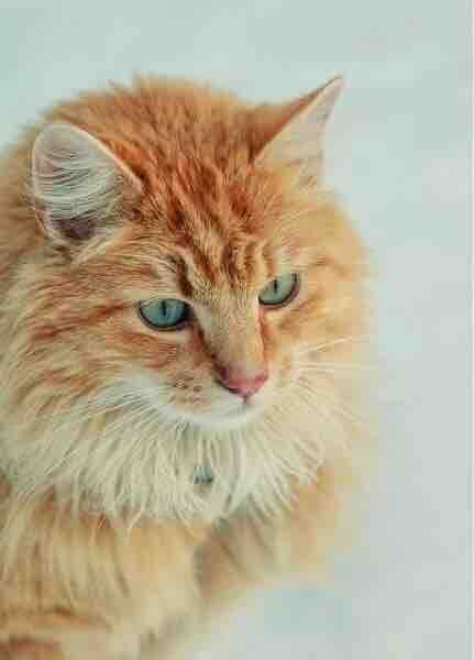 Cat - animal - pet - fur - cute