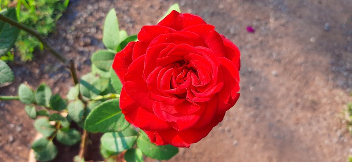 Flower  Buetiful Fresh Rose  Photo