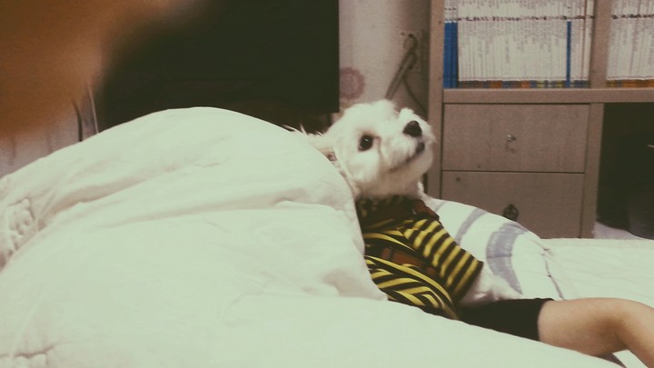 강아지