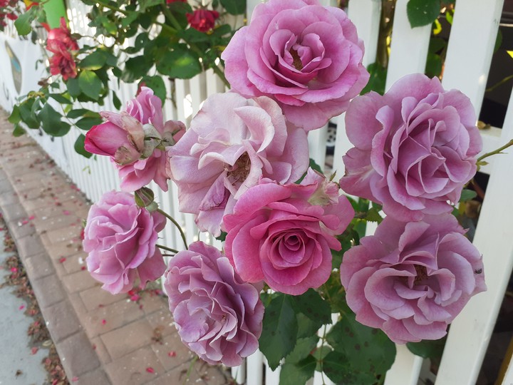 beautiful roses